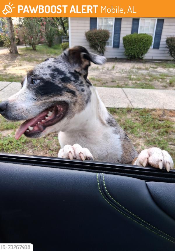 Found/Stray Unknown Dog last seen Waffle hse, Mobile, AL 36618