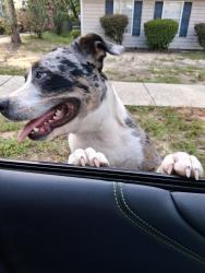 Found/Stray Unknown Dog last seen Waffle hse, Mobile, AL 36618