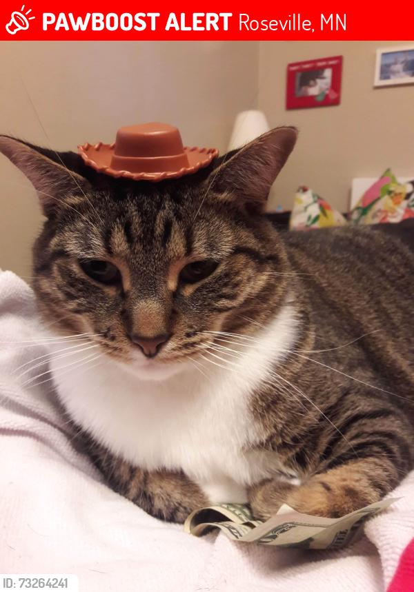 Lost Male Cat last seen The Lexington apmts and s, Roseville, MN 55113