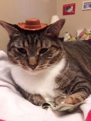 Lost Male Cat last seen The Lexington apmts and s, Roseville, MN 55113