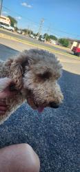 Found/Stray Male Dog last seen Indiana and Loop 289, Lubbock, TX 79423