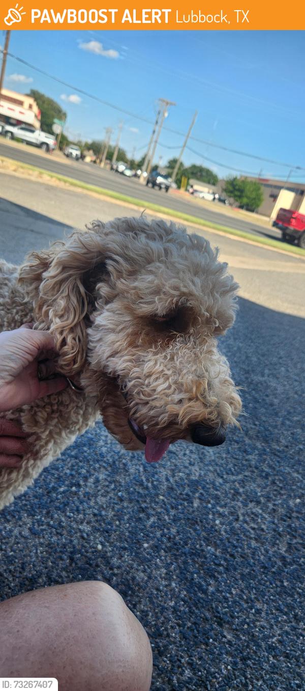 Found/Stray Male Dog last seen Indiana and Loop 289, Lubbock, TX 79423