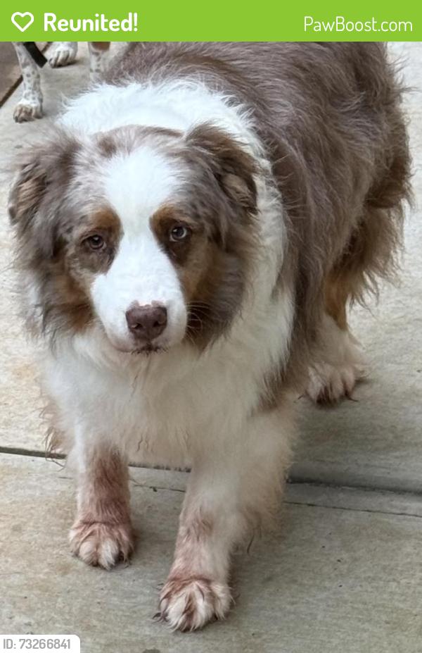 Reunited Male Dog last seen Wheeler Cemetery Road, Maysville, GA 30558