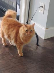Reunited Female Cat last seen Lockley Rd and Willow View Lane, Apex, NC 27539