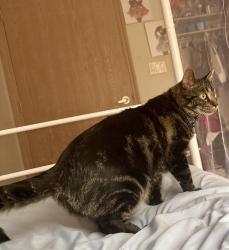 Reunited Male Cat last seen 23rd Ave 5th Street, Greeley, CO 80631