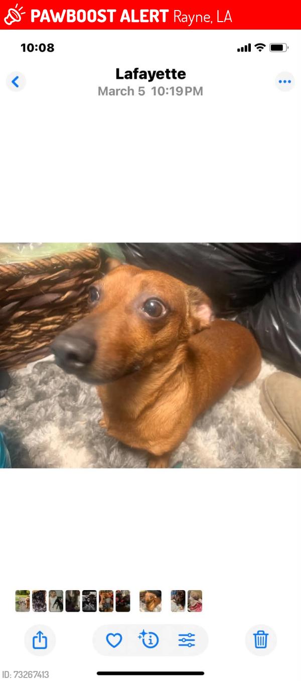 Lost Male Dog last seen Public Rd and Hwy 35, Rayne, LA 70578