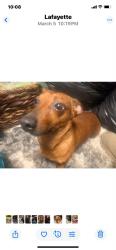 Lost Male Dog last seen Public Rd and Hwy 35, Rayne, LA 70578