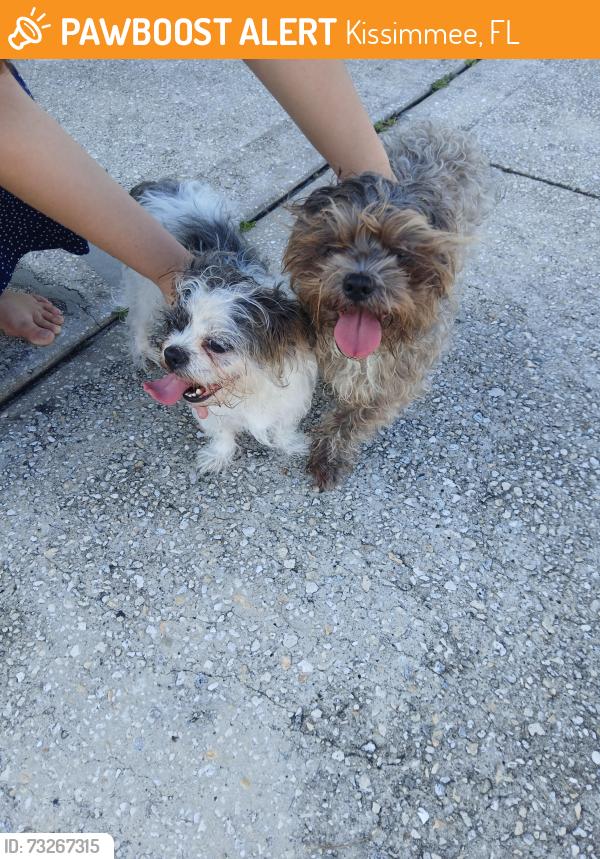 Found/Stray Female Dog last seen Near lonesome dove dr. Kissimmee FL 34746, Kissimmee, FL 34746
