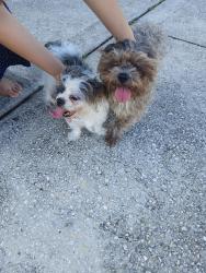 Found/Stray Female Dog last seen Near lonesome dove dr. Kissimmee FL 34746, Kissimmee, FL 34746