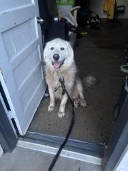 Reunited Male Dog last seen Buckley yale, Aurora, CO 80013