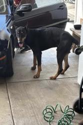 Found/Stray Male Dog last seen San bernardino, ca, Colton, CA 92324