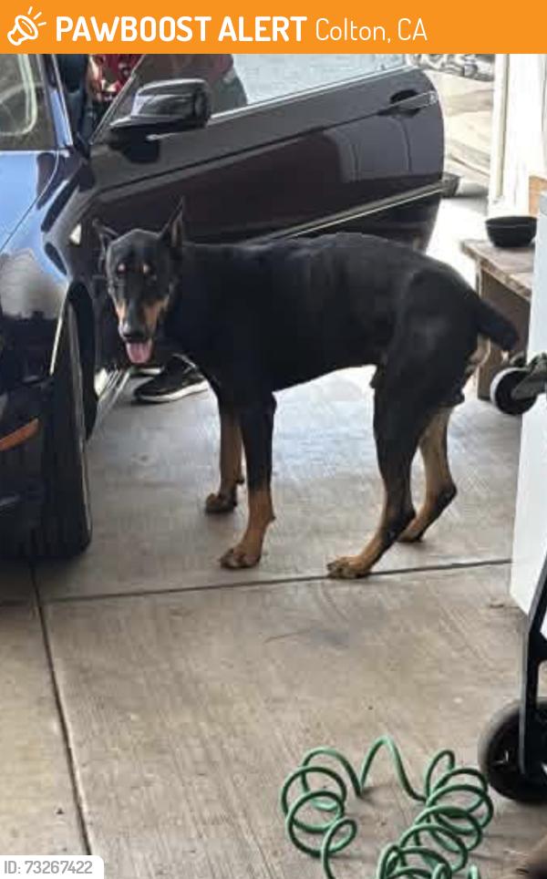 Found/Stray Male Dog last seen San bernardino, ca, Colton, CA 92324