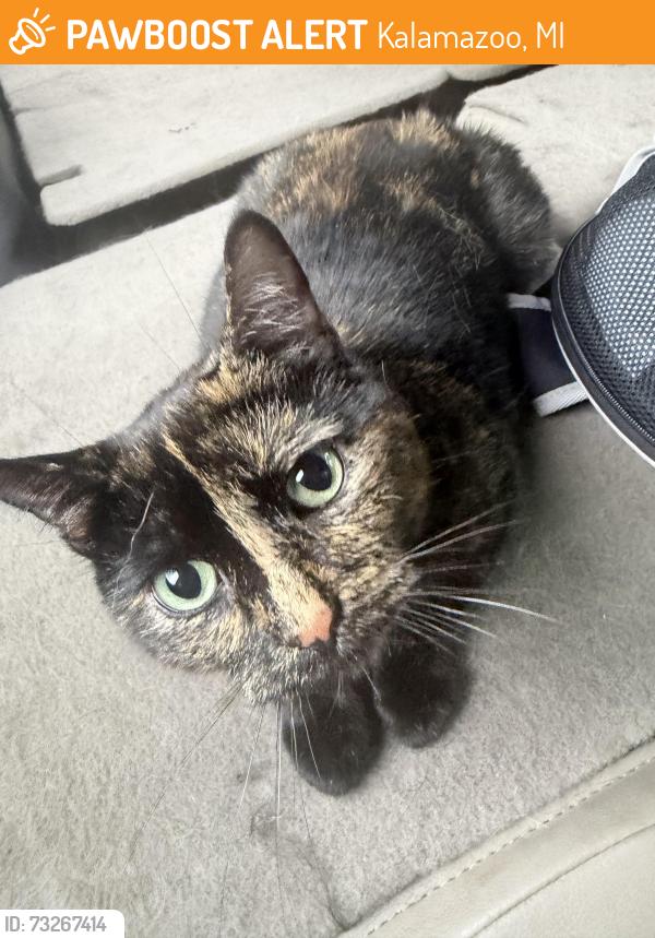 Found/Stray Female Cat last seen Drake Rd and KL by the big burrito, Kalamazoo, MI 49006