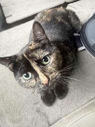 Found/Stray Female Cat last seen Drake Rd and KL by the big burrito, Kalamazoo, MI 49006