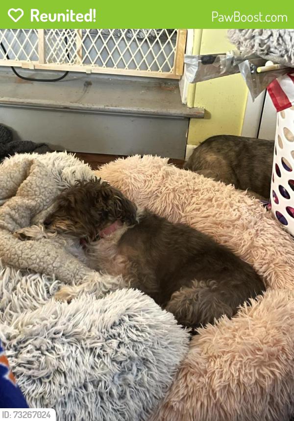 Reunited Female Dog last seen Baltimore street, Phillipsburg, NJ 08865