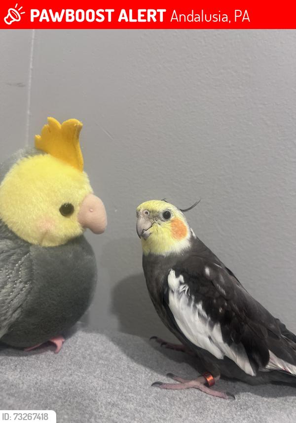 Lost Male Bird last seen Morrell Plaza, Andalusia, PA 19020