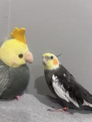 Lost Male Bird last seen Morrell Plaza, Andalusia, PA 19020