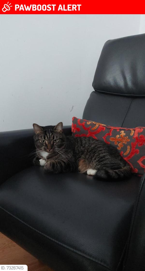 Lost Male Cat last seen Wildwood and Kildare in cote st luc, Côte Saint-Luc, QC H4W 1W7