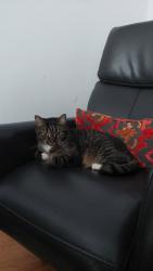 Lost Male Cat last seen Wildwood and Kildare in cote st luc, Côte Saint-Luc, QC H4W 1W7