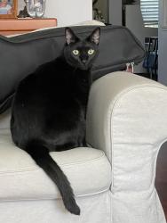 Lost Male Cat last seen Peacock Gap Ln, Falcon Landing, TX 77494
