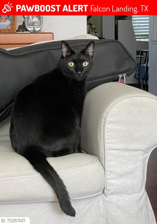 Lost Male Cat last seen Peacock Gap Ln, Falcon Landing, TX 77494