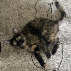 Shelter Stray Female Cat last seen , 2608 Center St, Tacoma, WA 98409, USA