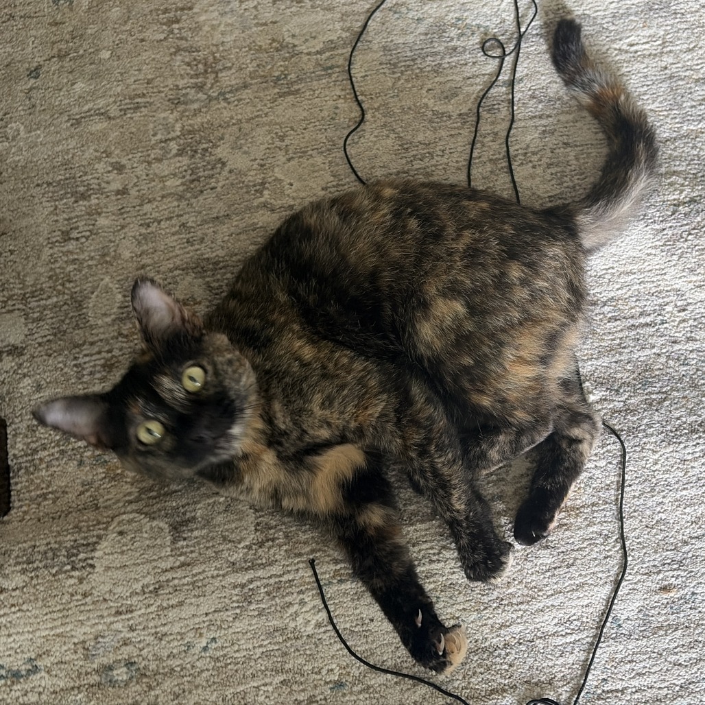 Shelter Stray Female Cat last seen , 2608 Center St, Tacoma, WA 98409, USA