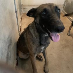 Shelter Stray Female Dog last seen , 2451 N Expressway 281, Edinburg, TX 78541, USA