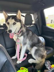 Found/Stray Female Dog last seen 87th avenue and between miller and bird road area, Kendall, FL 33176
