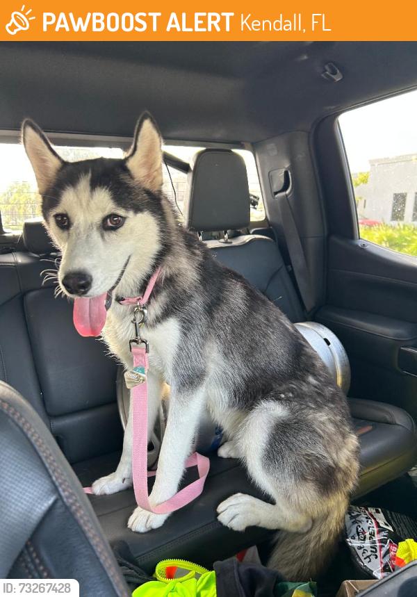 Found/Stray Female Dog last seen 87th avenue and between miller and bird road area, Kendall, FL 33176