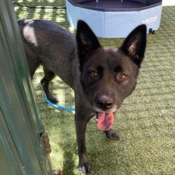 Shelter Stray Female Dog last seen , 361 S Raymond Ave, Pasadena, CA 91105, USA