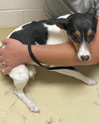 Lost Female Dog last seen Tabor church road, cedar creek road, Fayetteville, NC 28312