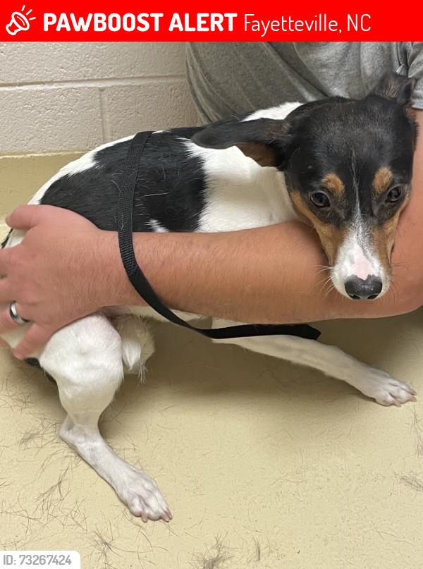 Lost Female Dog last seen Tabor church road, cedar creek road, Fayetteville, NC 28312