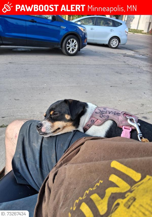 Lost Female Dog last seen Target, Minneapolis, MN 55406