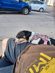 Lost Female Dog last seen Target, Minneapolis, MN 55406