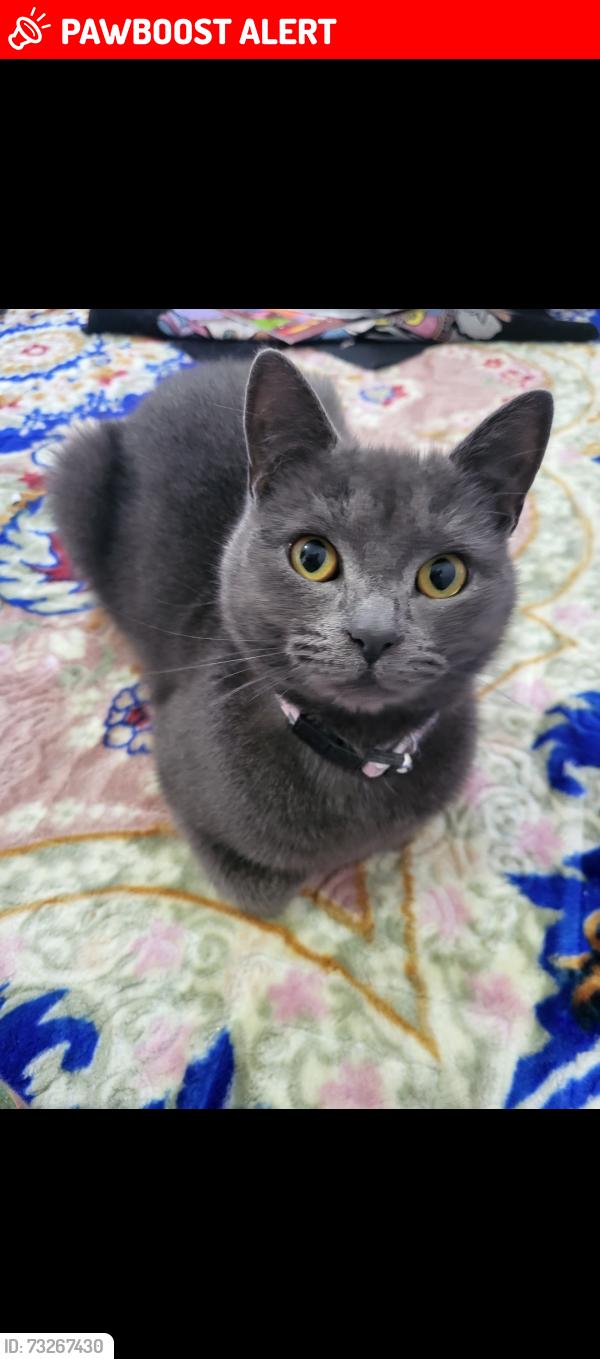 Lost Female Cat last seen E70EW, Greater London, England E7 0EW