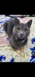 Lost Female Cat last seen E70EW, Greater London, England E7 0EW