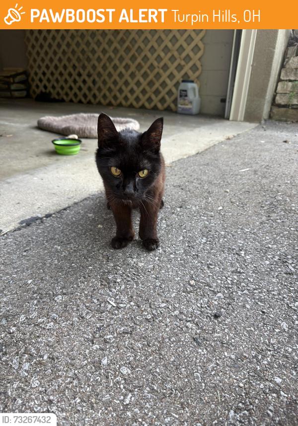 Found/Stray Unknown Cat last seen Bretton and Hunley, Turpin Hills, OH 45244