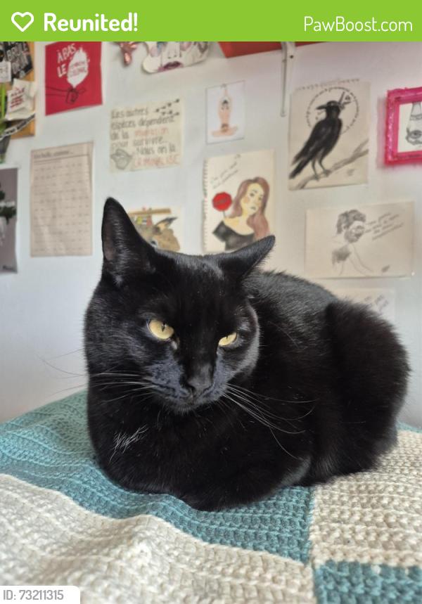 Reunited Male Cat last seen Ontario E&Florian, Montréal, QC H2K 2P4