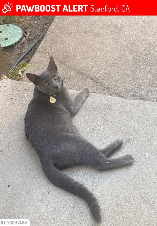 Lost Male Cat last seen College Ave, Stanford, CA 94305
