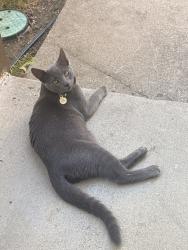 Lost Male Cat last seen College Ave, Stanford, CA 94305