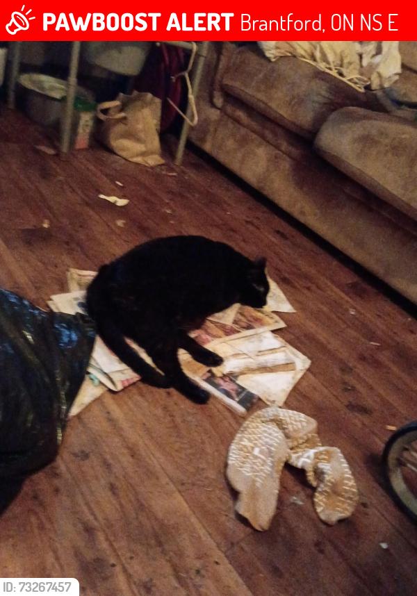 Lost Male Cat last seen Greenwich and. Alfred, Brantford, ON N3S 5E3