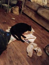 Lost Male Cat last seen Greenwich and. Alfred, Brantford, ON N3S 5E3