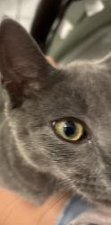Reunited Female Cat last seen Latte Love, Cranston, RI 02921