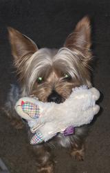 Lost Male Dog last seen Cushing Dr., Columbus, OH 43205