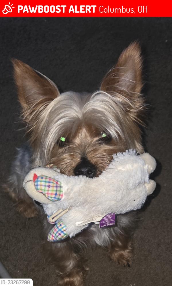 Lost Male Dog last seen Cushing Dr., Columbus, OH 43205