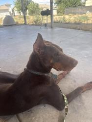 Found/Stray Male Dog last seen main st & 2nd ave, Hesperia, CA 92340