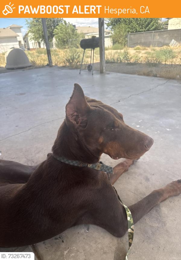 Found/Stray Male Dog last seen main st & 2nd ave, Hesperia, CA 92340