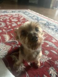 Lost Female Dog last seen Near Eppington South, The Reserve, Spicewood, Fort Mill, SC 29708