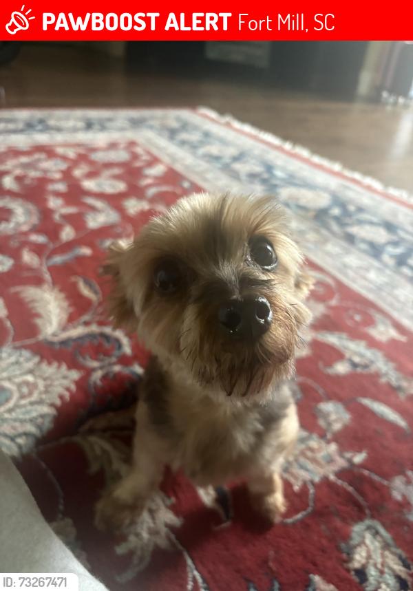 Lost Female Dog last seen Near Eppington South, The Reserve, Spicewood, Fort Mill, SC 29708